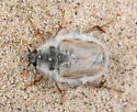 White Sand Bear Scarab Beetle