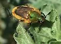 Lichnanthe apina - photo 2