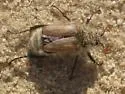 Brust's Bee Scarab