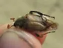 Brust's Bee Scarab - photo 2
