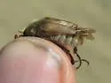 Brust's Bee Scarab - photo 3