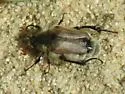 Brust's Bee Scarab - photo 4