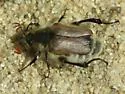Brust's Bee Scarab - photo 5