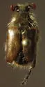 Lichnanthe ursina