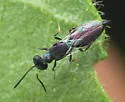 Licrooides umbilicatus