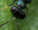 Licrooides umbilicatus - photo 2