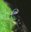 Licrooides umbilicatus - photo 4