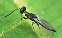 Licrooides umbilicatus - photo 5