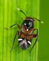 Lidopus heidemanni - photo 2