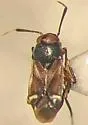 Lidopus heidemanni - photo 3