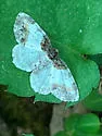 Ligdia wagneri - Ligdia wagneri