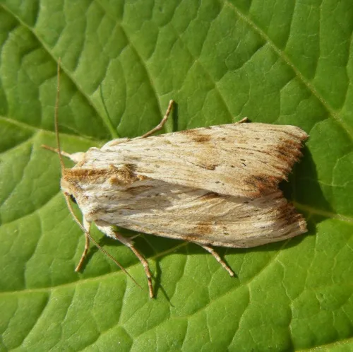 Light Arches - Apamea lithoxylaea