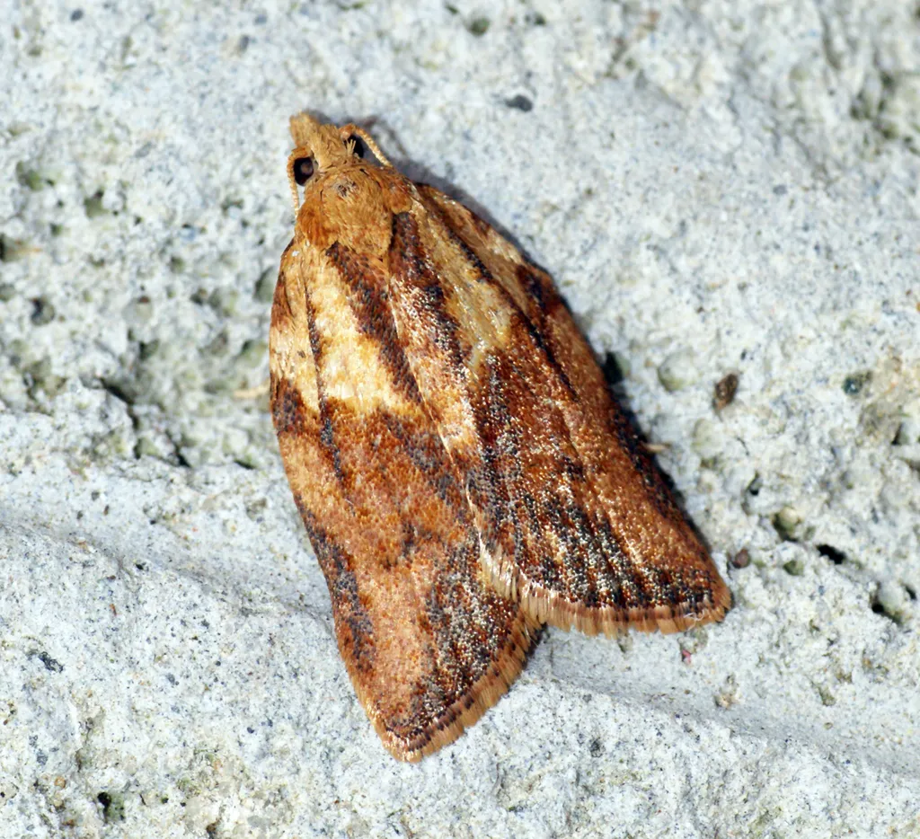 Light Brown Apple Moth - photo 2
