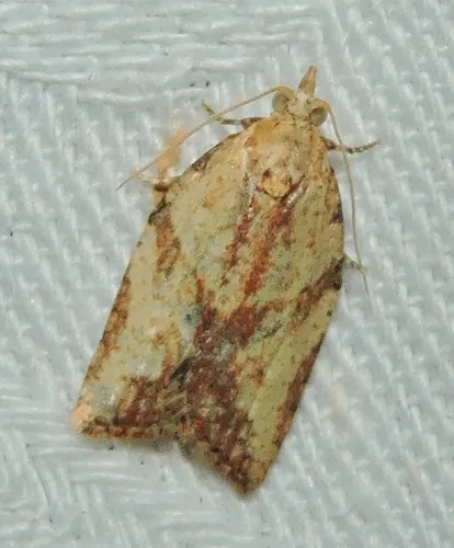 Light Brown Apple Moth - photo 4
