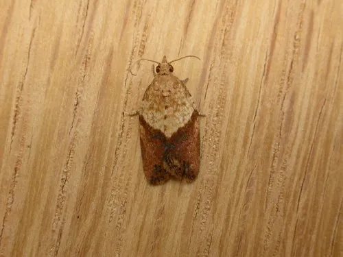 Light Brown Apple Moth - photo 6