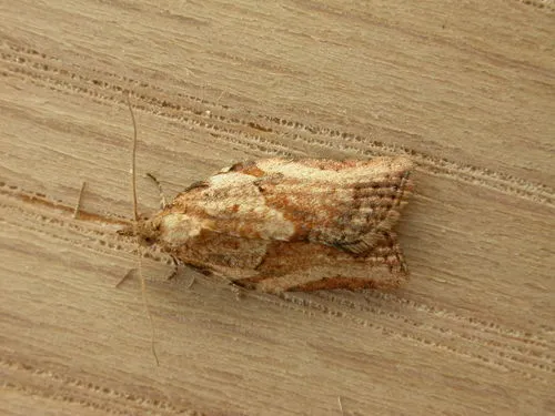 Light Brown Apple Moth - photo 7
