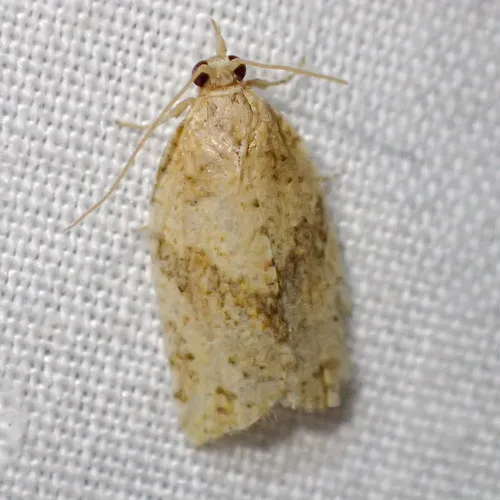 Light Brown Apple Moth - photo 8