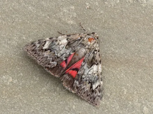 Light Crimson Underwing