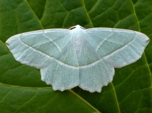 Light Emerald