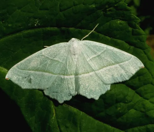 Light Emerald - photo 8