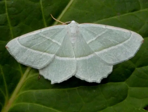 Light Emerald - photo 2