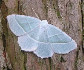 Light Emerald - photo 3