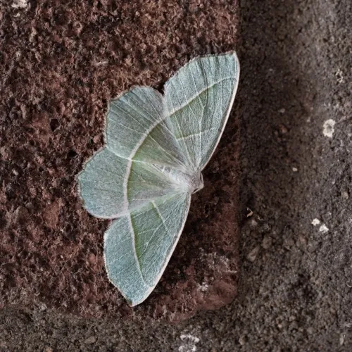 Light Emerald - photo 4