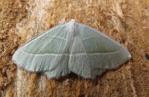 Light Emerald - photo 5