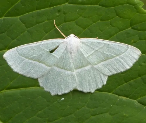 Light Emerald - photo 6