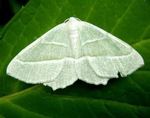 Light Emerald - photo 7