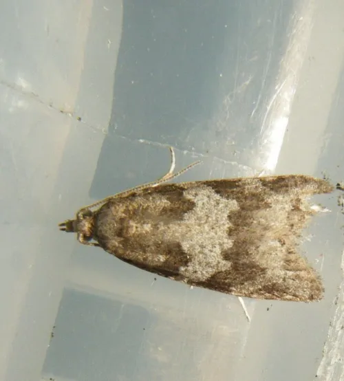 Light Grey Tortrix