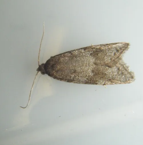 Light Grey Tortrix - photo 2