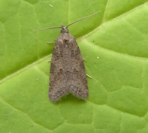Light Grey Tortrix - photo 3