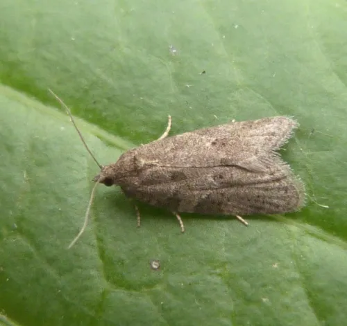 Light Grey Tortrix - photo 4