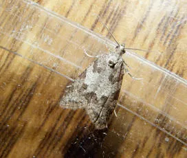 Light Grey Tortrix - photo 5