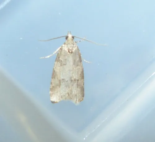 Light Grey Tortrix - photo 6