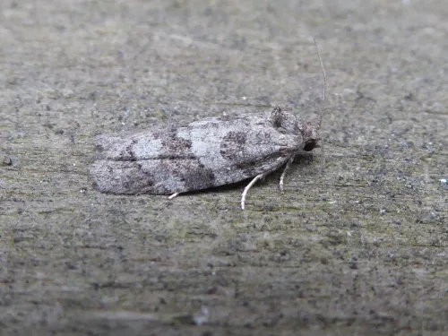 Light Grey Tortrix - photo 7