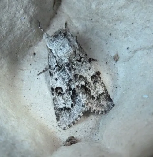 Light Knot Grass - Acronicta menyanthidis