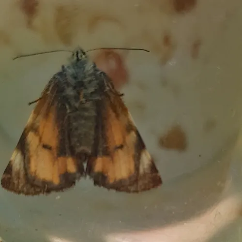 Light Orange Underwing