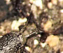 Wharf Roach