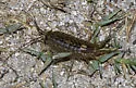 Wharf Roach - photo 2