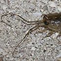 Wharf Roach - photo 3