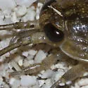 Wharf Roach - photo 4