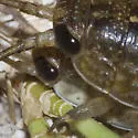 Wharf Roach - photo 5