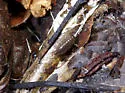Ligidium blueridgensis