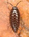 Ligidium blueridgensis - photo 2