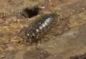 Ligidium elrodii