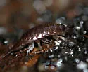 Ligidium gracile