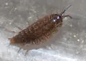 Ligidium gracile - photo 2
