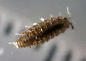 Ligidium gracile - photo 4